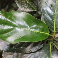 Aporosa latifolia Thwaites